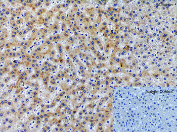 ALB Antibody