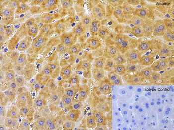 ALB Antibody