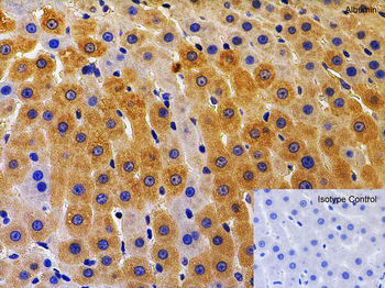ALB Antibody