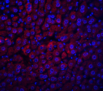 ALB Antibody