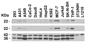 PYCARD Antibody