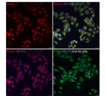 BECN1 Antibody