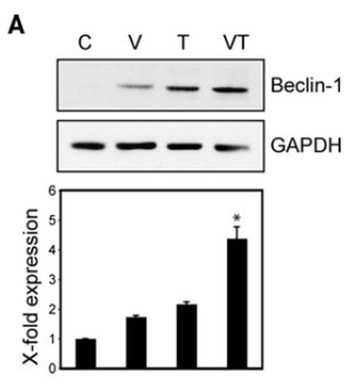 BECN1 Antibody