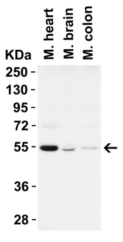 BECN1 Antibody
