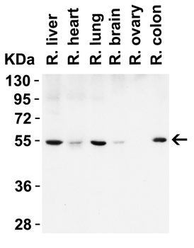 BECN1 Antibody