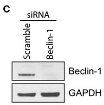 BECN1 Antibody
