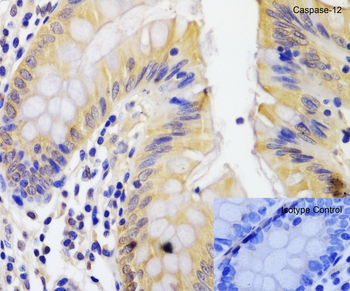 Casp12 Antibody