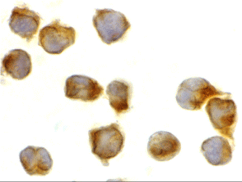 CASP8 Antibody