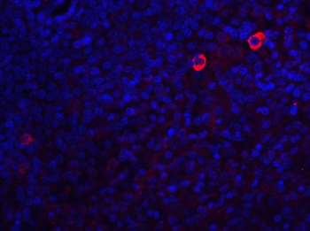 CASP8 Antibody