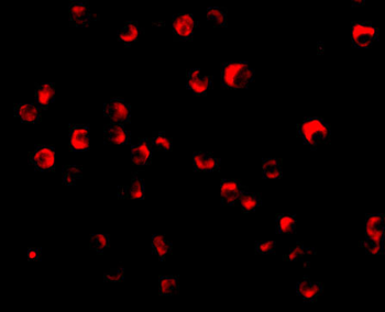 CASP8 Antibody