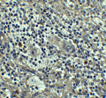 CASP8 Antibody