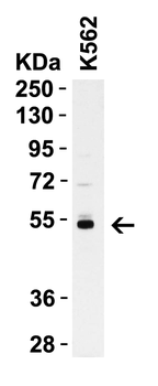 CASP8 Antibody