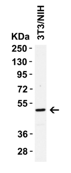CASP8 Antibody