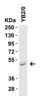CASP8 Antibody
