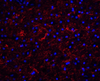 CLU Antibody