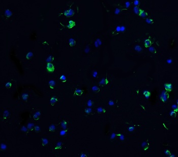 TNFRSF25 Antibody