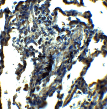 NDFIP1 Antibody