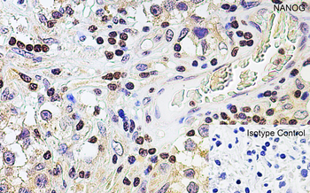 NANOG Antibody