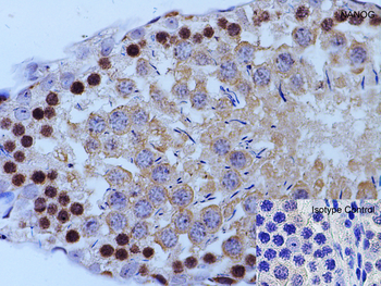 NANOG Antibody