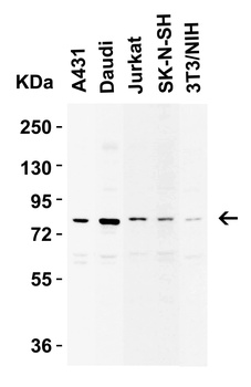 IKBKE Antibody