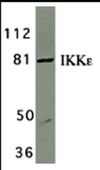 IKBKE Antibody