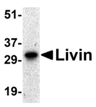 BIRC7 Antibody