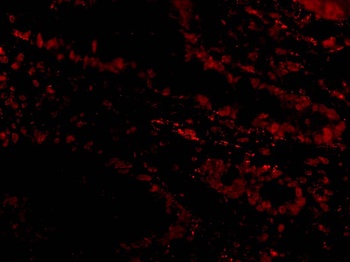 BIRC7 Antibody