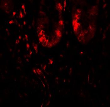LAMTOR1 Antibody