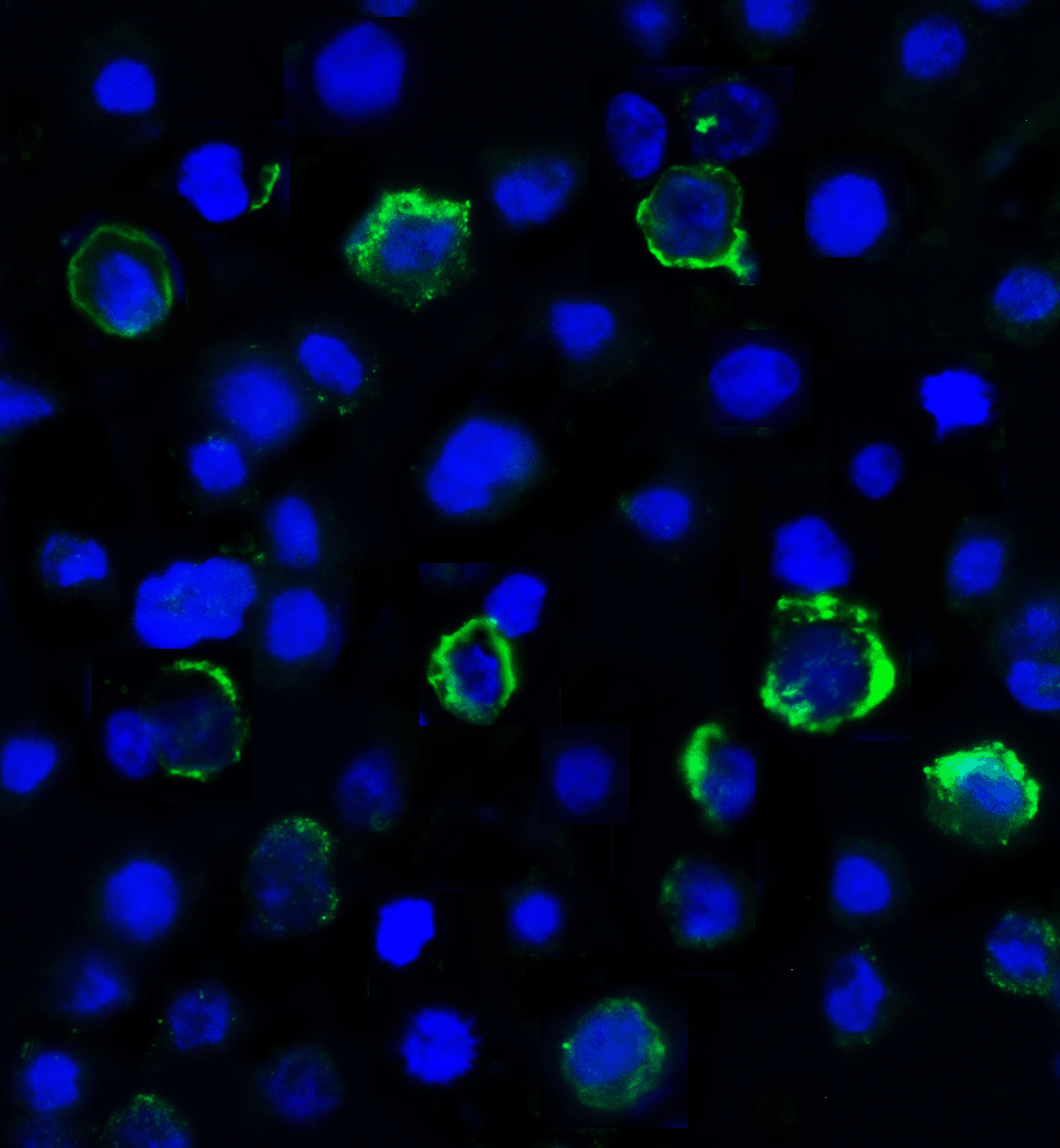 LAG3 Antibody