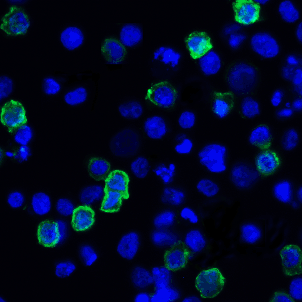 TNFSF14 Antibody