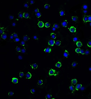 MAGEA4 Antibody