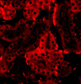 IRF3 Antibody