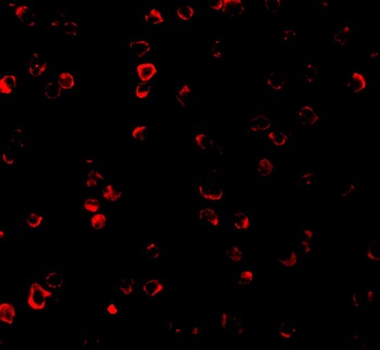 IRF3 Antibody