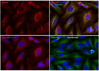 MYD88 Antibody