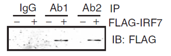 MYD88 Antibody