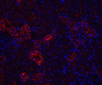 NPHS1 Antibody
