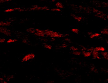 NRN1 Antibody