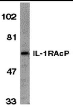 IL1RAP Antibody