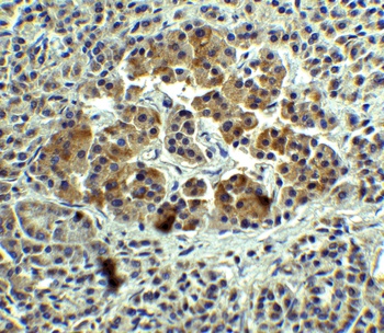 IL 12A Antibody