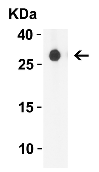 TNFSF18 Antibody
