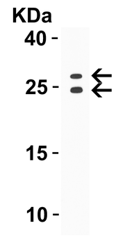TNFSF18 Antibody