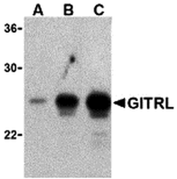 TNFSF18 Antibody