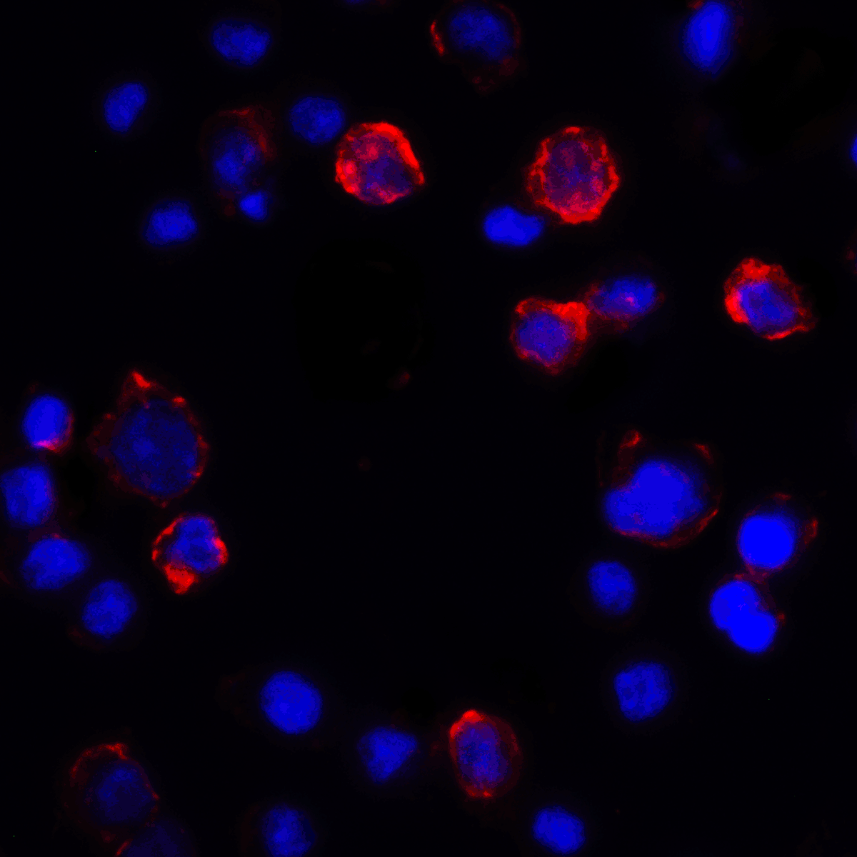 CD274 Antibody