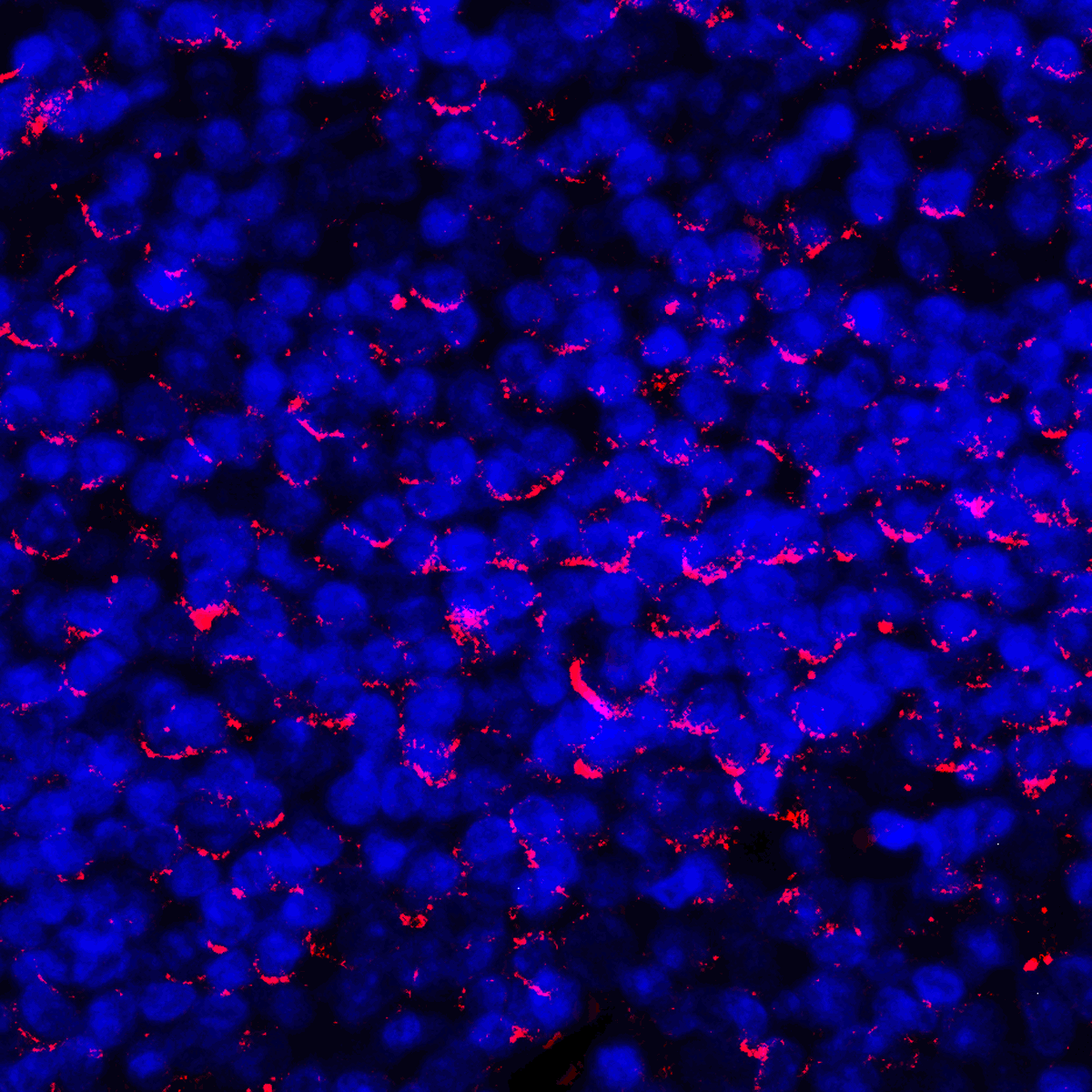 CD274 Antibody