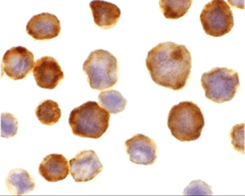 CASP8AP2 Antibody