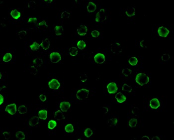 CASP8AP2 Antibody
