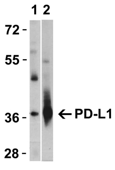 CD274 Antibody