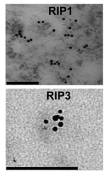 Ripk3 Antibody