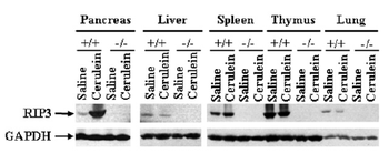 Ripk3 Antibody