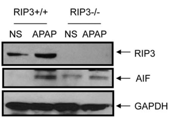 Ripk3 Antibody